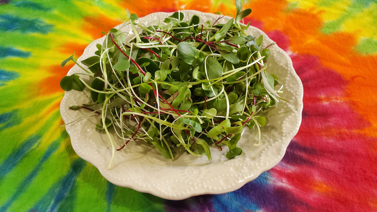 Rainbow Microgreen Mix