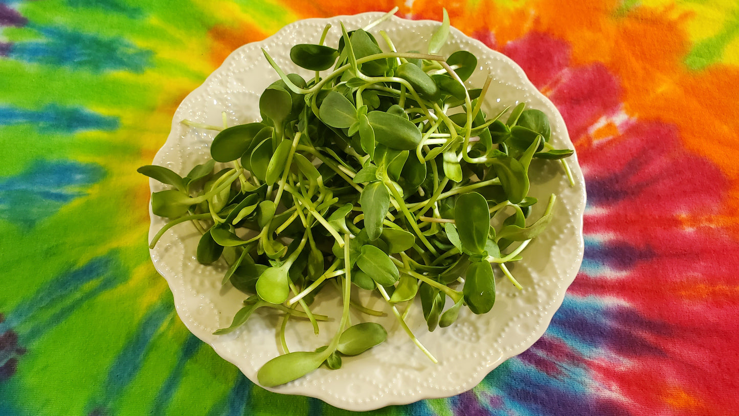 Sunflower Microgreens