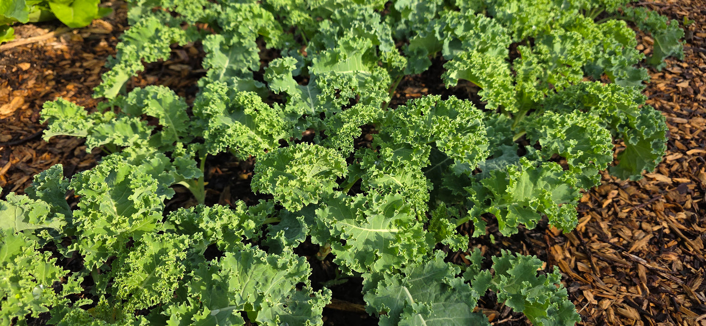 Winterbor Kale