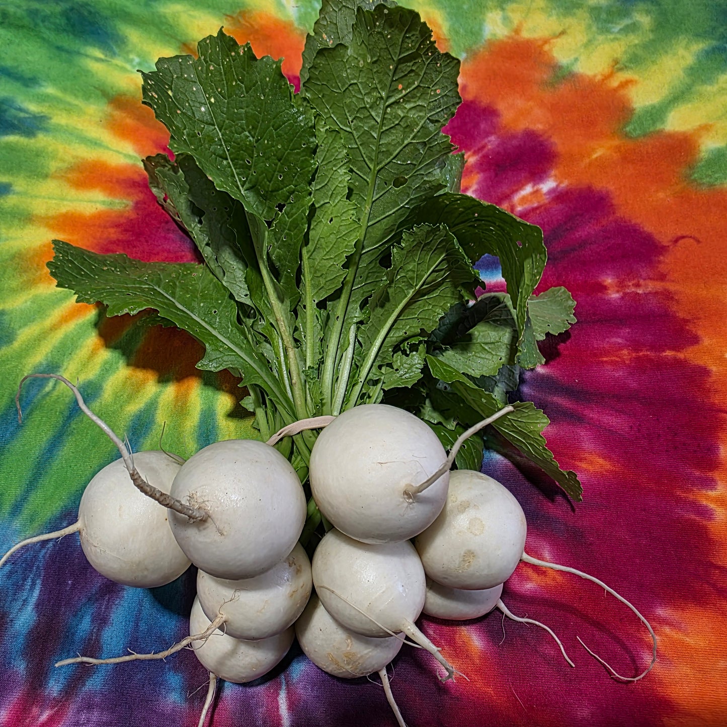 Hakurei Turnips