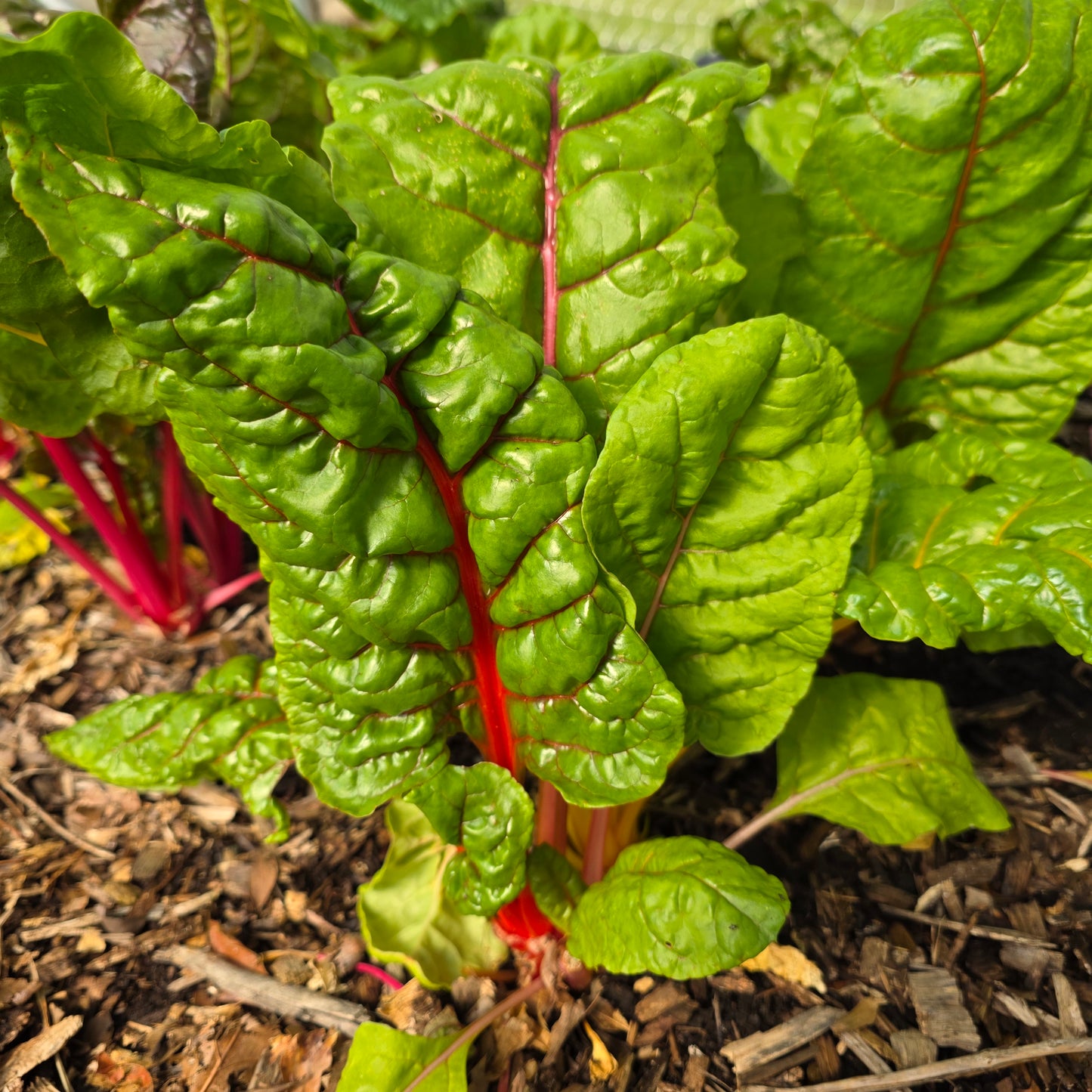 Bright Lights Swiss Chard