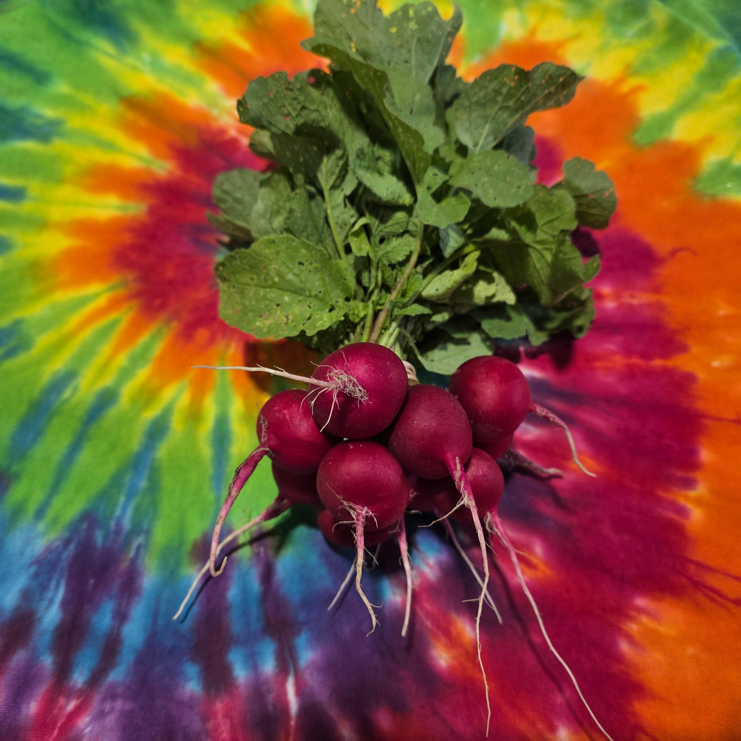 Red Globe Radish