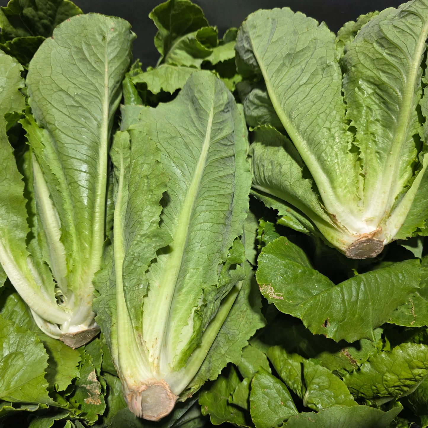 Romain Lettuce Head