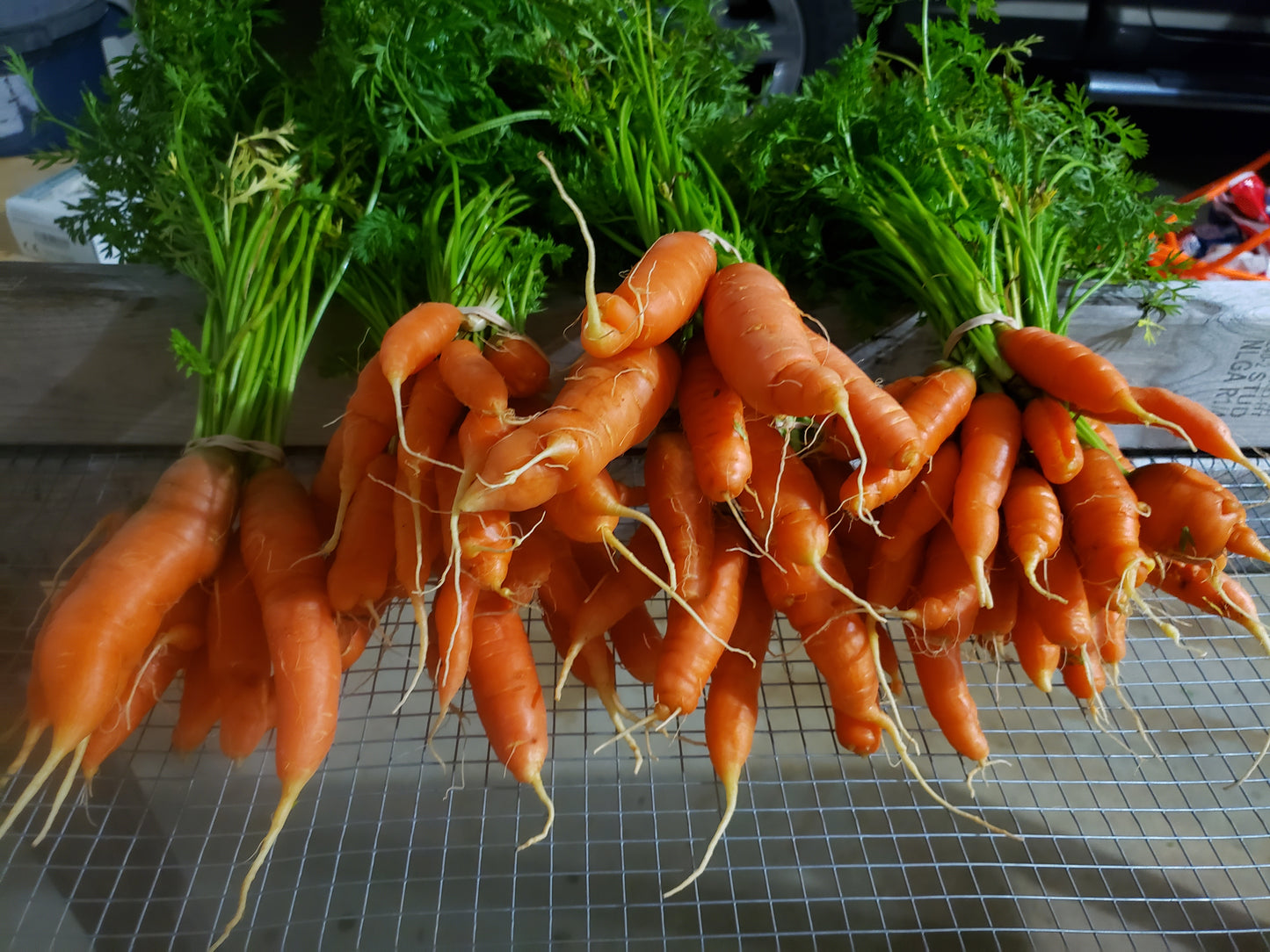 Carrots