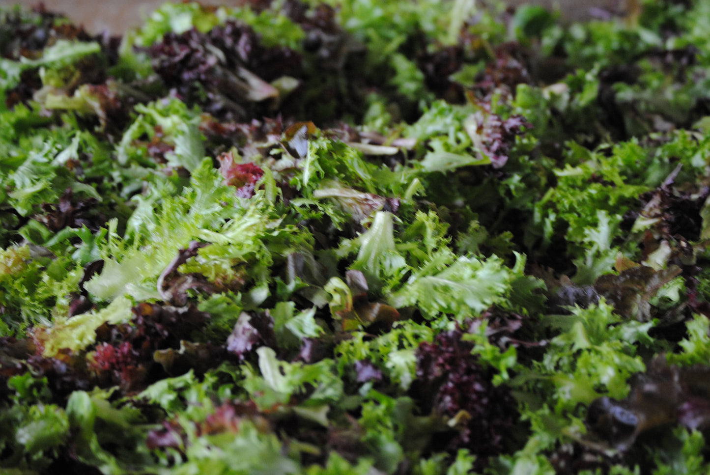 Salad Mix
